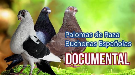 Documental Palomas de Raza Buchonas Españolas .